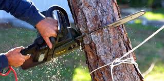 Best Lawn Pest Prevention  in Blaine, WA
