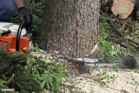 Best Tree Health Inspection  in Blaine, WA