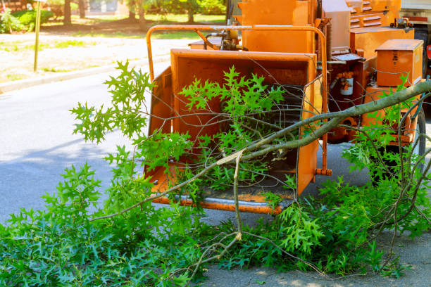 How Our Tree Care Process Works  in  Blaine, WA