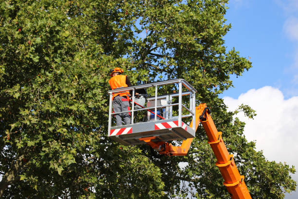 Best Firewood Processing and Delivery  in Blaine, WA