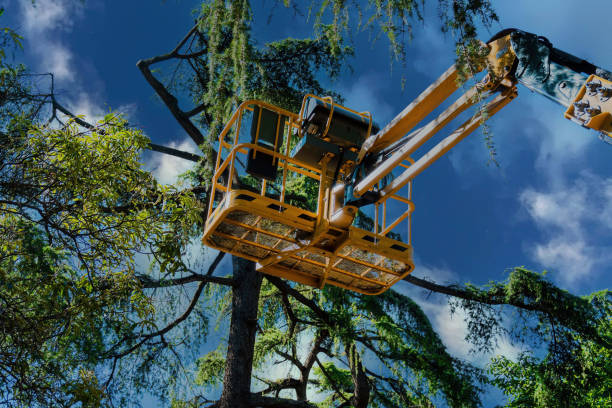 Best Utility Line Clearance  in Blaine, WA