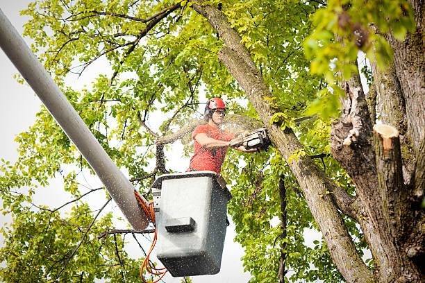 Best Fruit Tree Pruning  in Blaine, WA