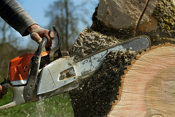 Best Arborist Consultation Services  in Blaine, WA