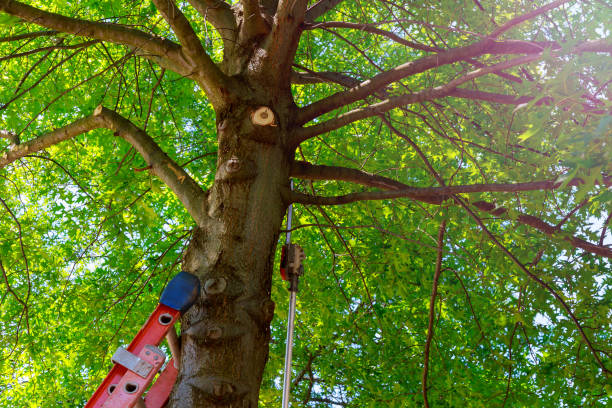 Best Hazardous Tree Removal  in Blaine, WA